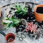 Jakie kwiaty przypominają palmę