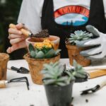 Jak wygląda aloes