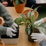 Jak wygląda dracena