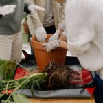 Jak dbać o drzewko bonsai